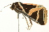  ( - BIOUG02253-A08)  @12 [ ] CreativeCommons - Attribution (2012) CBG Photography Group Centre for Biodiversity Genomics