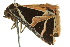  ( - BIOUG02253-C05)  @12 [ ] CreativeCommons - Attribution (2012) CBG Photography Group Centre for Biodiversity Genomics