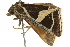  ( - BIOUG02253-C07)  @12 [ ] CreativeCommons - Attribution (2012) CBG Photography Group Centre for Biodiversity Genomics