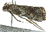  ( - BIOUG02116-B08)  @13 [ ] CreativeCommons - Attribution (2012) CBG Photography Group Centre for Biodiversity Genomics