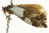  ( - BIOUG02116-E05)  @13 [ ] CreativeCommons - Attribution (2012) CBG Photography Group Centre for Biodiversity Genomics