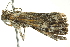  ( - BIOUG02117-A12)  @13 [ ] CreativeCommons - Attribution (2012) CBG Photography Group Centre for Biodiversity Genomics