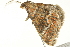  ( - BIOUG02117-C07)  @13 [ ] CreativeCommons - Attribution (2012) CBG Photography Group Centre for Biodiversity Genomics