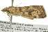  ( - BIOUG02117-D04)  @13 [ ] CreativeCommons - Attribution (2012) CBG Photography Group Centre for Biodiversity Genomics
