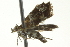  ( - BIOUG02117-F11)  @13 [ ] CreativeCommons - Attribution (2012) CBG Photography Group Centre for Biodiversity Genomics