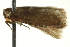  ( - BIOUG02117-G04)  @12 [ ] CreativeCommons - Attribution (2012) CBG Photography Group Centre for Biodiversity Genomics