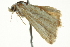  ( - BIOUG02117-H08)  @14 [ ] CreativeCommons - Attribution (2012) CBG Photography Group Centre for Biodiversity Genomics