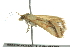  ( - BIOUG02119-A09)  @12 [ ] CreativeCommons - Attribution (2012) CBG Photography Group Centre for Biodiversity Genomics
