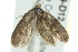  ( - BIOUG02119-D12)  @13 [ ] CreativeCommons - Attribution (2012) CBG Photography Group Centre for Biodiversity Genomics