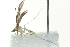  ( - BIOUG02120-H08)  @12 [ ] CreativeCommons - Attribution (2012) CBG Photography Group Centre for Biodiversity Genomics