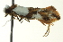  ( - BIOUG02122-A10)  @13 [ ] CreativeCommons - Attribution (2012) CBG Photography Group Centre for Biodiversity Genomics
