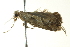  ( - BIOUG02122-E01)  @13 [ ] CreativeCommons - Attribution (2012) CBG Photography Group Centre for Biodiversity Genomics