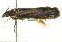  (Eurhythma sp. 6 - BIOUG02129-B10)  @12 [ ] CreativeCommons - Attribution (2012) CBG Photography Group Centre for Biodiversity Genomics