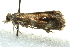  ( - BIOUG02129-F06)  @13 [ ] CreativeCommons - Attribution (2012) CBG Photography Group Centre for Biodiversity Genomics