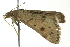  ( - BIOUG02182-E08)  @13 [ ] CreativeCommons - Attribution (2012) CBG Photography Group Centre for Biodiversity Genomics