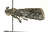  ( - BIOUG02182-H07)  @13 [ ] CreativeCommons - Attribution (2012) CBG Photography Group Centre for Biodiversity Genomics