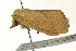  ( - BIOUG02183-F11)  @12 [ ] CreativeCommons - Attribution (2012) CBG Photography Group Centre for Biodiversity Genomics