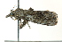  ( - BIOUG02183-G10)  @13 [ ] CreativeCommons - Attribution (2012) CBG Photography Group Centre for Biodiversity Genomics