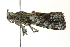  ( - BIOUG02183-G11)  @13 [ ] CreativeCommons - Attribution (2012) CBG Photography Group Centre for Biodiversity Genomics