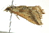  ( - BIOUG02214-G11)  @12 [ ] CreativeCommons - Attribution (2012) CBG Photography Group Centre for Biodiversity Genomics