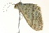  ( - BIOUG02214-H05)  @13 [ ] CreativeCommons - Attribution (2012) CBG Photography Group Centre for Biodiversity Genomics