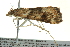  ( - BIOUG02215-B01)  @13 [ ] CreativeCommons - Attribution (2012) CBG Photography Group Centre for Biodiversity Genomics