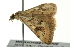  ( - BIOUG02215-D02)  @13 [ ] CreativeCommons - Attribution (2012) CBG Photography Group Centre for Biodiversity Genomics