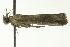  ( - BIOUG02215-H09)  @12 [ ] CreativeCommons - Attribution (2012) CBG Photography Group Centre for Biodiversity Genomics