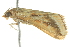  ( - BIOUG02216-D11)  @12 [ ] CreativeCommons - Attribution (2012) CBG Photography Group Centre for Biodiversity Genomics