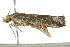  ( - BIOUG02218-A10)  @12 [ ] CreativeCommons - Attribution (2012) CBG Photography Group Centre for Biodiversity Genomics