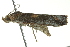  ( - BIOUG02218-B08)  @12 [ ] CreativeCommons - Attribution (2012) CBG Photography Group Centre for Biodiversity Genomics