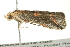  ( - BIOUG02218-C02)  @12 [ ] CreativeCommons - Attribution (2012) CBG Photography Group Centre for Biodiversity Genomics