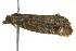  ( - BIOUG02218-G07)  @12 [ ] CreativeCommons - Attribution (2012) CBG Photography Group Centre for Biodiversity Genomics