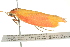  ( - BIOUG02218-G11)  @12 [ ] CreativeCommons - Attribution (2012) CBG Photography Group Centre for Biodiversity Genomics