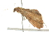  ( - BIOUG02218-H10)  @12 [ ] CreativeCommons - Attribution (2012) CBG Photography Group Centre for Biodiversity Genomics