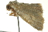  ( - BIOUG02219-D05)  @12 [ ] CreativeCommons - Attribution (2012) CBG Photography Group Centre for Biodiversity Genomics