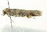  ( - BIOUG02220-C11)  @12 [ ] CreativeCommons - Attribution (2012) CBG Photography Group Centre for Biodiversity Genomics