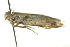  ( - BIOUG02220-F01)  @12 [ ] CreativeCommons - Attribution (2012) CBG Photography Group Centre for Biodiversity Genomics