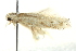  ( - BIOUG02220-F06)  @12 [ ] CreativeCommons - Attribution (2012) CBG Photography Group Centre for Biodiversity Genomics