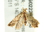  ( - BIOUG02220-G06)  @13 [ ] CreativeCommons - Attribution (2012) CBG Photography Group Centre for Biodiversity Genomics