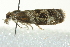  ( - BIOUG02242-F03)  @13 [ ] CreativeCommons - Attribution (2012) CBG Photography Group Centre for Biodiversity Genomics