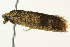  ( - BIOUG02245-C08)  @13 [ ] CreativeCommons - Attribution (2012) CBG Photography Group Centre for Biodiversity Genomics