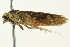  ( - BIOUG02245-C10)  @13 [ ] CreativeCommons - Attribution (2012) CBG Photography Group Centre for Biodiversity Genomics