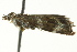  ( - BIOUG02246-A10)  @13 [ ] CreativeCommons - Attribution (2012) CBG Photography Group Centre for Biodiversity Genomics