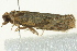  ( - BIOUG02246-C06)  @13 [ ] CreativeCommons - Attribution (2012) CBG Photography Group Centre for Biodiversity Genomics