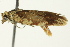  ( - BIOUG02246-D06)  @13 [ ] CreativeCommons - Attribution (2012) CBG Photography Group Centre for Biodiversity Genomics