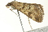  ( - BIOUG02248-E06)  @13 [ ] CreativeCommons - Attribution (2012) CBG Photography Group Centre for Biodiversity Genomics
