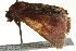  ( - BIOUG02249-C01)  @13 [ ] CreativeCommons - Attribution (2012) CBG Photography Group Centre for Biodiversity Genomics