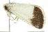  ( - BIOUG02249-C03)  @12 [ ] CreativeCommons - Attribution (2012) CBG Photography Group Centre for Biodiversity Genomics