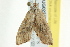  ( - BIOUG02249-C06)  @13 [ ] CreativeCommons - Attribution (2012) CBG Photography Group Centre for Biodiversity Genomics